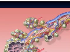 Respiratory system Respiratory system
