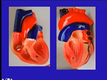 RS Academy - ANGIOGRAPHIC VIEWS and Interpretation 4th July 2020