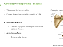 Scapula: Views & Surface - Anatomy Scapula: Views & Surface - Anatomy