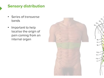 Sensory Distribution of the Abdomen - Anatomy Sensory Distribution of the Abdomen - Anatomy