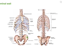 Skeletal & Muscular Elements of the Abdominal Wall - Anatomy Skeletal & Muscular Elements of the Abdominal Wall - Anatomy