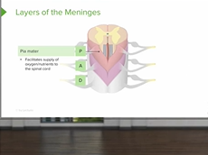 Spinal Cord: Anatomy of the Nervous System