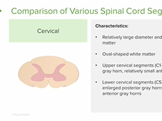 Spinal Cord Segments: Anatomy of the Nervous System