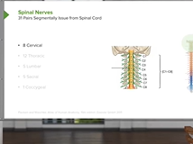 Spinal Cord Segments & Spinal Nerves - Brain & Nervous System Spinal Cord Segments & Spinal Nerves - Brain & Nervous System