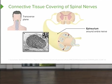Spinal Nerves: Anatomy of the Nervous System