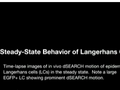 Steady-State Behavior of Langerhans Cells