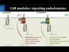 Structure-Function Relationship in Chimeric Antigen Receptors - Maksim Mamonkin Structure-Function Relationship in Chimeric Antigen Receptors - Maksim Mamonkin