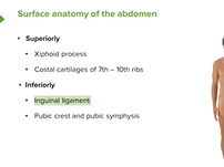 Surface Anatomy of the Abdomen - Anatomy Surface Anatomy of the Abdomen - Anatomy