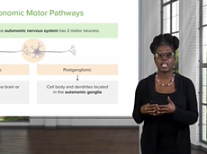 Sympathetic Nervous System: Anatomy