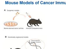 Targeting the Immune System... - Sumera Rizvi, Mayo Clinic (D2P15) Targeting the Immune System... - Sumera Rizvi, Mayo Clinic (D2P15)