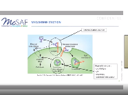 Technologie innovante pour l'obtention d'Antibody-Drug Conjugates optimisés