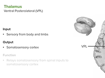 Thalamus - Diencephalon Thalamus - Diencephalon
