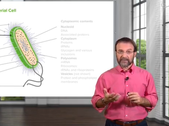 The Bacterial Interior: Components of a Bacterial Cell _ Microbiology _ Lecturio The Bacterial Interior: Components of a Bacterial Cell _ Microbiology _ Lecturio