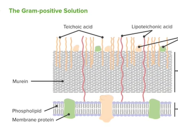 The Gram-positive Solution: Overview & Structure_ Microbiology _ Lecturio