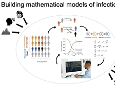The Human Touch in Infectious Disease Models