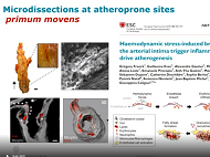The roles innate and adaptive immune cells The roles innate and adaptive immune cells