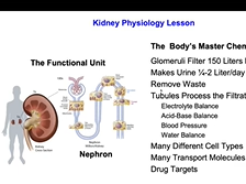 The Western Diet, Your Genes and High Blood Pressure