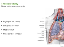 Thoracic Cavity - Anatomy Thoracic Cavity - Anatomy