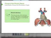 Thoracic Cavity: Lymphatic Drainage & Important Nerves - Respiratory Medicine Thoracic Cavity: Lymphatic Drainage & Important Nerves - Respiratory Medicine
