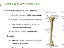 Tibia: The Three Surfaces - Anatomy Tibia: The Three Surfaces - Anatomy
