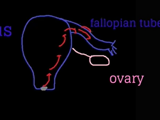 Topic 36: Sexually Transmitted Infections (STI) and Urinary Tract Infections (UTI) Topic 36: Sexually Transmitted Infections (STI) and Urinary Tract Infections (UTI)
