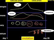 Topic 45: Normal and Abnormal Uterine Bleeding