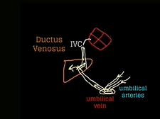 Topic 8: Maternal-Fetal Physiology