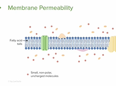 Transport Across the Cell Membrane