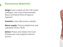 Transversus Abdominis - Anatomy Transversus Abdominis - Anatomy