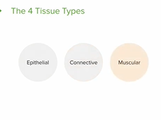 Types of Tissue