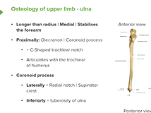 Ulna: Function & Position - Anatomy Ulna: Function & Position - Anatomy