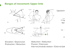 Upper Limb: Range of Motion - Anatomy Upper Limb: Range of Motion - Anatomy