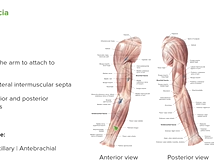 Upper Limb: Superficial Structures & Cutaneous Innervations - Anatomy Upper Limb: Superficial Structures & Cutaneous Innervations - Anatomy