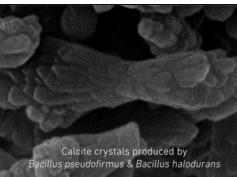 Using bacteria to make self-healing concrete Using bacteria to make self-healing concrete