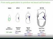 Using single cell genomics to understand cell fate decisions