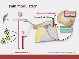 Utility of human models in studying pain modulation Utility of human models in studying pain modulation