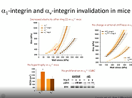 Vascular develoment and remodeling Vascular develoment and remodeling
