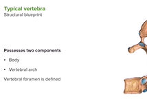 Vertebral Column - Anatomy Vertebral Column - Anatomy