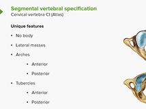 Vertebral Column - Anatomy Vertebral Column - Anatomy