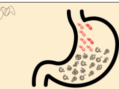 Why is the gut microbiome important? Why is the gut microbiome important?